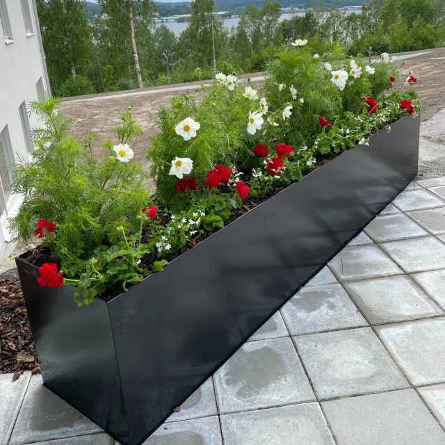 Önskar ni lika fint som vi har planterat på @bjorkplantagen 
Välj rosenskära, kärlekspelargon & femtunga – tre favoriter som sprider sommarkänsla på nolltid!
Finns i vårt sortiment – redo att planteras!
Välkommen till vår pergola där finner du alla våra uteväxter. 

#blomsterhornanovik #interflorablomsterhörnan #sommarblommor #cosmos #calliope #kärlekspelargon #femtunga#scaevola #örnsköldsvik #björkplantagen