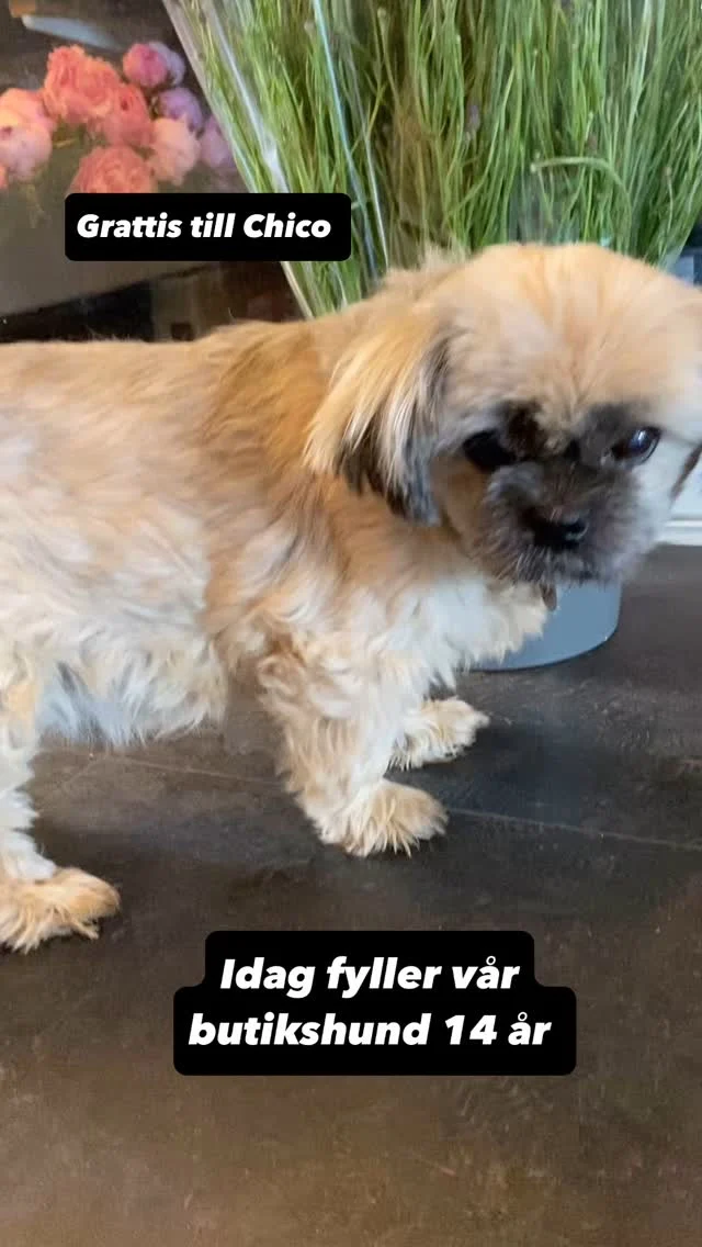 🎉 14 år idag!
Världens snällaste kollega vår butikshund  Ibland sköter han kundmottagning men oftast jobbar han i personalrummet 🐾💛
Grattis till gulligaste Chico 🐶 och missa inte hans erbjudande på knippe blåklint för 65kr.
Välkommen till oss på Blomsterhörnan

#blomsterhornanovik #interflorablomsterhörnan #butikshund