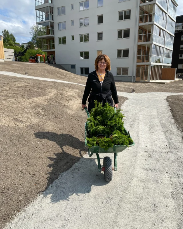 En liten titt från vårt projekt på Björkplantagen! Några bilder från i torsdags och fredags förra veckan 
Vi är i full gång med att plantera utemiljön och göra området redo inför inflyttning om två veckor. Här samarbetar vi med Sellbergs entreprenad och 
N Holmgrens entreprenad . Jobbet flyter på och vi  närmar oss ett resultat. Vill ni se mer av vårt projekt? 
#blomsterhornanovik #interflorablomsterhörnan 
@björkplantagen #utemiljö #projektpågång #örnsköldsvik